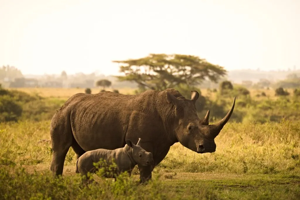 rhino and calf big 5 safari