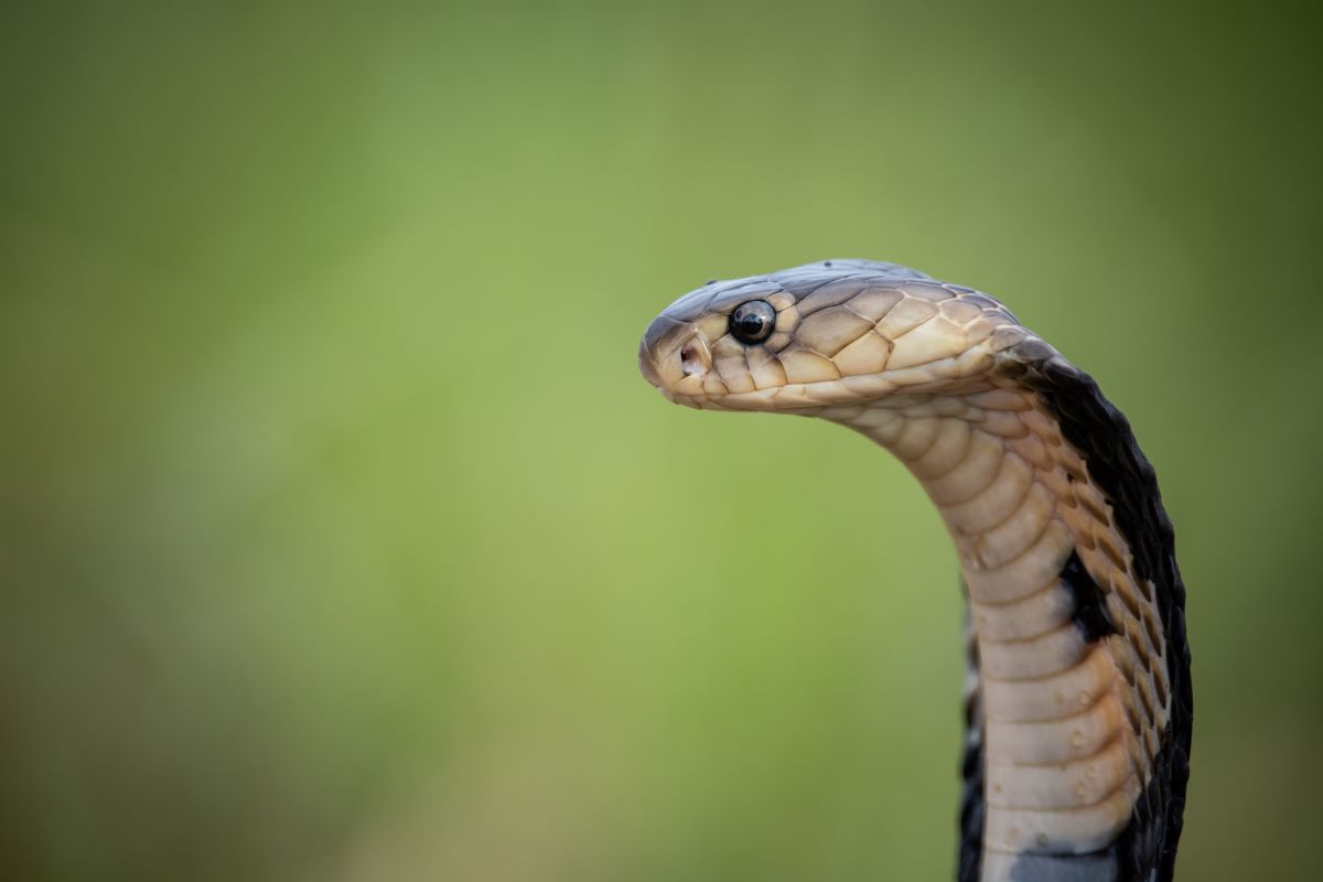 15 Deadly Snakes That Could Ruin Your Vacation - Passing Thru - For the ...