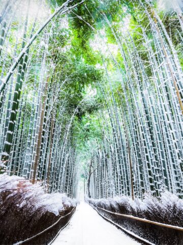 The walking paths and the bamboo groves with snow fall at Arashiyama touristy district , Kyoto prefecture