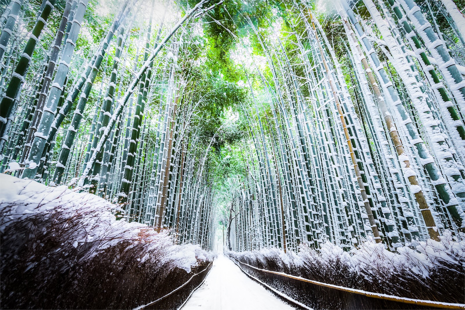 The walking paths and the bamboo groves with snow fall at Arashiyama touristy district , Kyoto prefecture