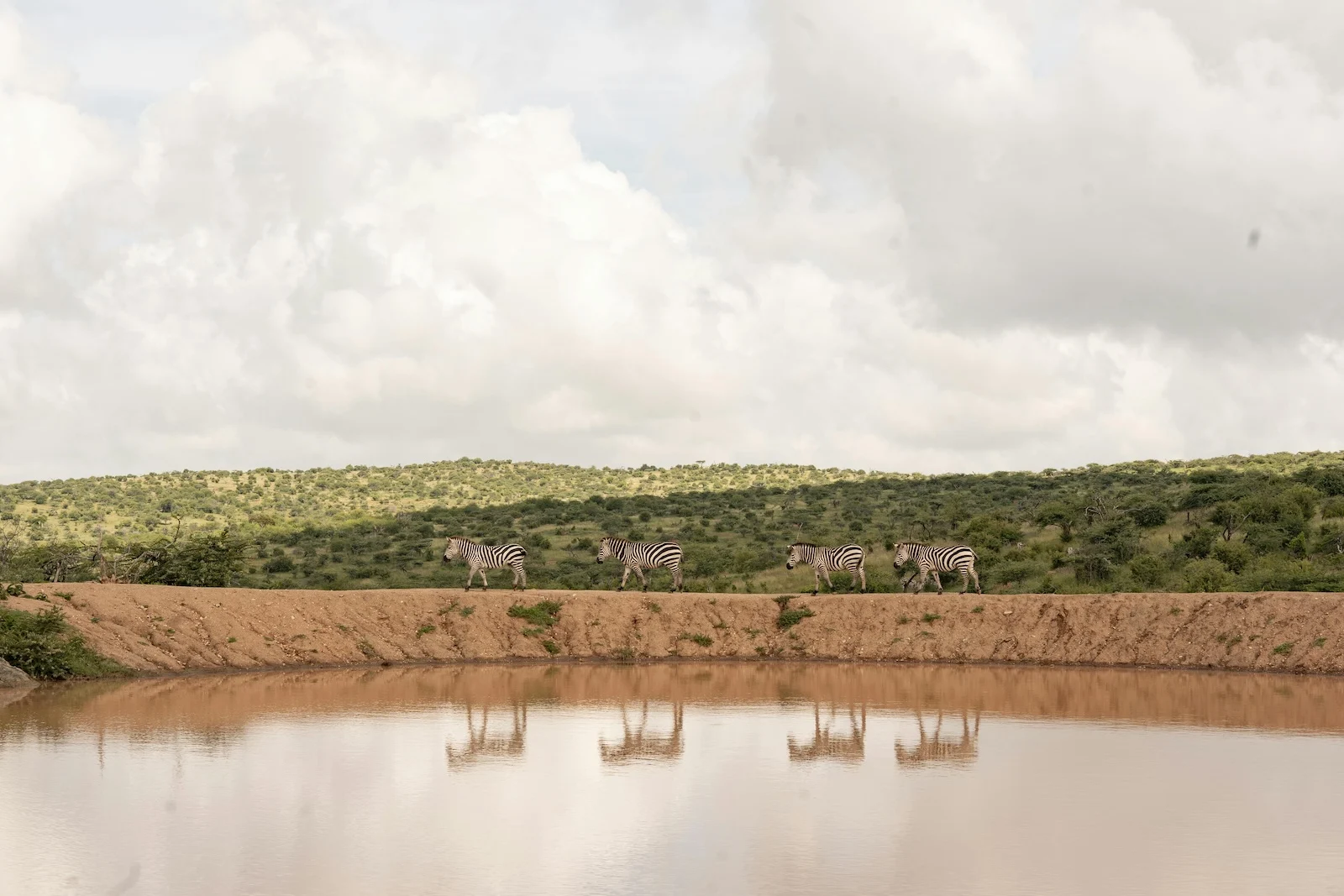 zebra migration in kenya