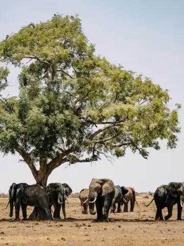 elephant safari in Kenya
