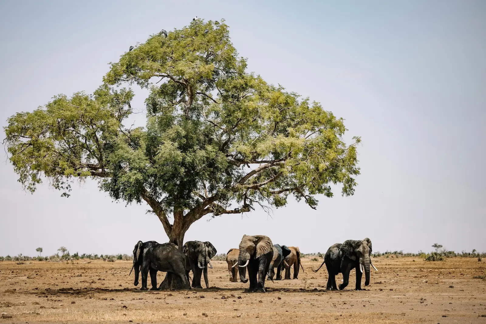 elephant safari in Kenya